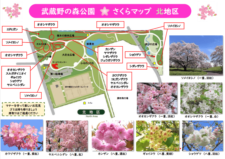 武蔵野公園の桜マップ北区
